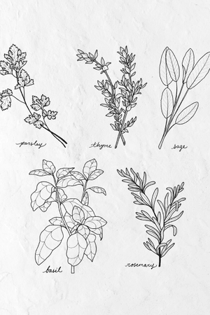 recent linework herbs i drew for a botanical study, hoping to draw some larger pieces with these soon