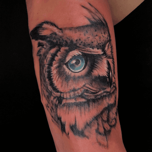 Owl - MelB