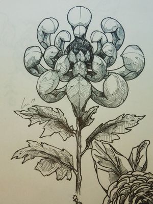 Crisantemos