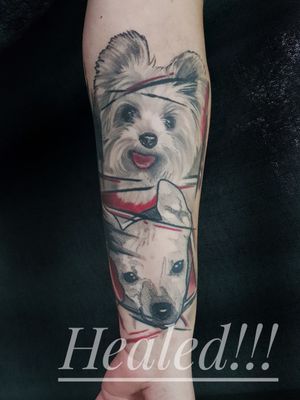 Dog portraits #tattooart #dogface #dogtattoos #dogtattoo #trashpolkatattoo #trashpolka #realismo #realism #realistictattoo #portraittattoo #dogportrait 