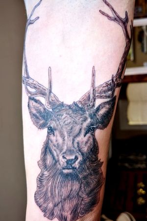Stag from yesterday
