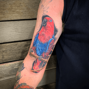Eclectus parrot with more additions to it coming soon. 