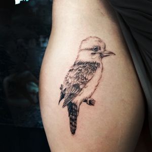 Kookaburra