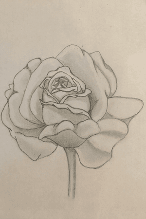 #rose