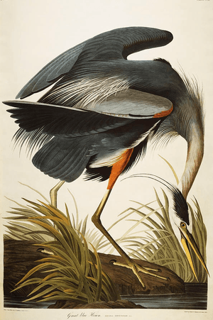 DescriptionGreat Blue Heron (Ardea Herodias) plate CCXI from 'The Birds of America' (aquatint & engraving with hand-colouring) by John James Audubon (1785-1851) #Heron #Birds