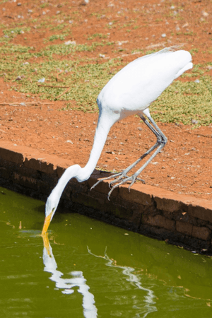 Photo: DircinhaSW #dircinhasw ( I had to crop it but the whole photo includes the total reflection of the bird which is stunning). #Brazil #Brasilia #Bird #Heron #Pond #Reflection