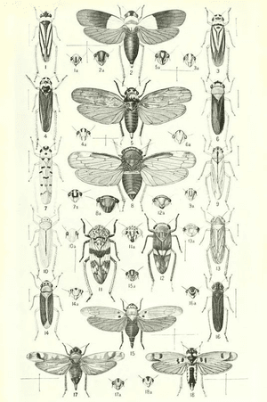Insect naturalist drawing from the records of the indian museum ( Volume 2). #Insects #Museum