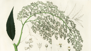 Naturalist drawing of Cedrela serrata. Contributor: History and Art Collection / Alamy Stock Photo. #plants #drawing #herbs