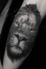#liontattoo #lion #animal #blackandgreytattoo #blackandgrey #intenzepride #inkjecta #sullenclothing #tattoo #cheyenne_tattooequipment #cheyennetattooequipment #ink