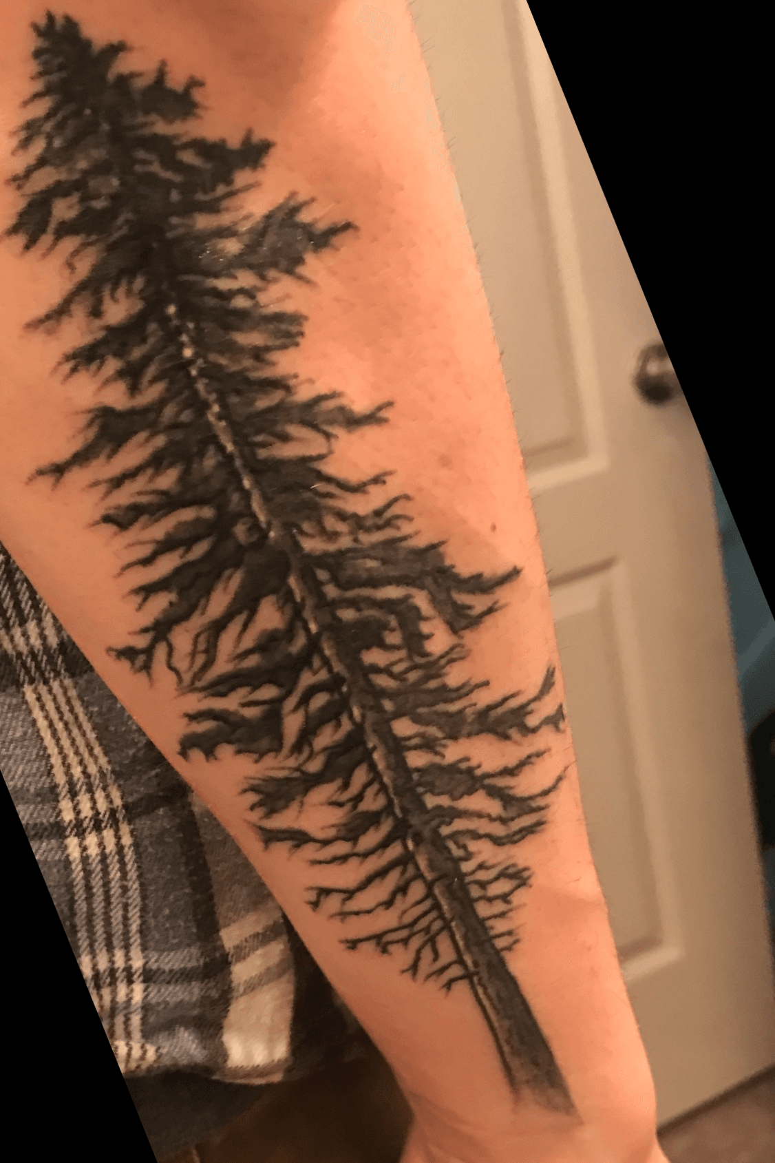 Small pine tree tattoo on the inner forearm  Tattoogridnet