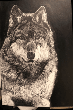 Black and grey Wolf Portrait II