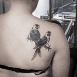 BARBED WIRES KEEPS US CLOSER/ Flashbook available on request. Booking: mikeend666@gmail.com or DM. #tattoo #birds #bird #inseparables #barbedwire #wire #birdstattoo #blackwork #blackworker #dark #tattooing #paris #paristattoo #lyon #rennes #frenchtattoo #fineline