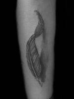 #feathertattoo #feather #darkskintattoo #tattooartist #blackandgrey #teampoisoniv #torontotattoos #legtattoo 