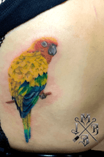 #pet #parrot #tropical #bird #color #colorful #colorfultattoo #real #realisim #backtattoo #art #tattooart #tattoo #tattooartist 