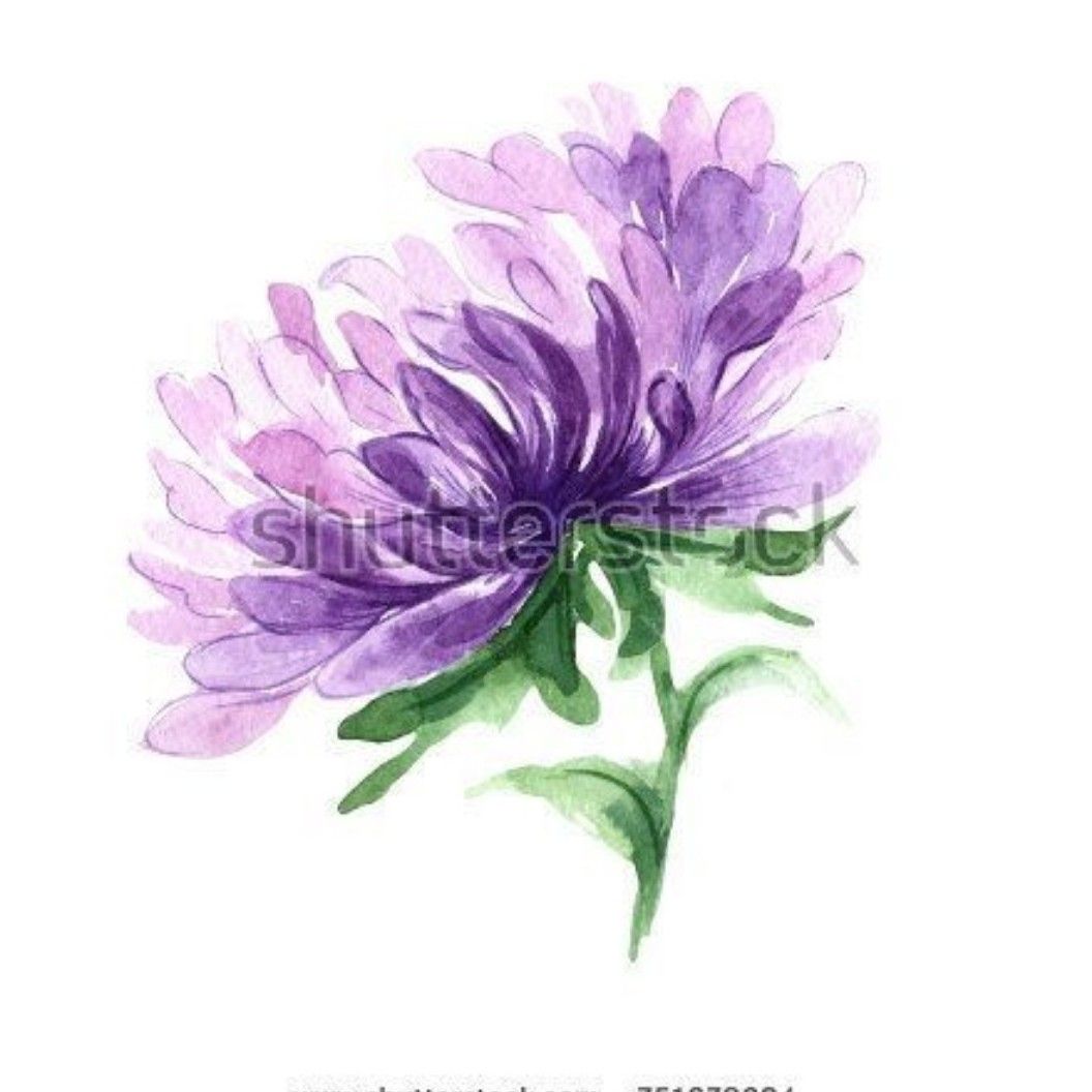 purple aster flower drawing