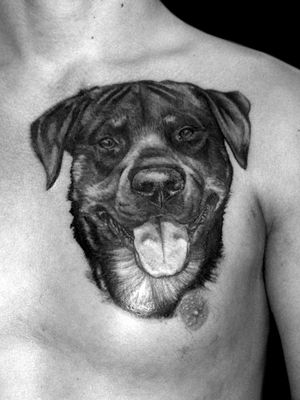 Rottweiller black and greyRealistic tattoo