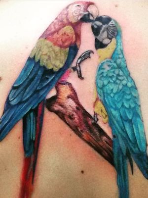 Colour parrot birds