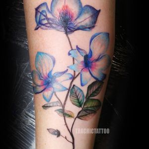 #Trachic Tattoo : Private tattoo studio in Brussels.#illustrative work #botanic tattoo #kine art #colorful tattoo #x-ray tattoo #flower tattoo