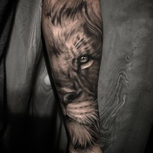 Leão black&Grey no antebraço #liontattoo #lion #blackandgreytattoo #realismo #realistic #tribosstattoo #diegogaston #art #artist #tattoo2me #tatted #tattooart 