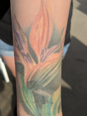 Birds of Paradise cover-up (of misspelled "Remember When")By: Gordo March 2014Shop: Good Neighbor Tattoo, San Marcos CA 