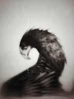 Crow 🦅 #sad #sadness #dark #black #bird #wing #feathers #texture