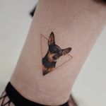 Dog tattoo by Sol Tattoo #SolTattoo #Chihuahua #realism #realistic #triangle #ankle #lowerleg #leg #color #dogtattoos #dog #dogs #petportrait #animal #bff #pet #canine