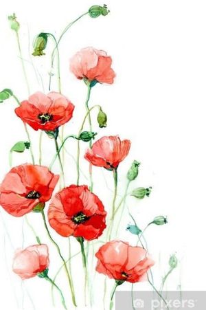 Poppies for remembrance 