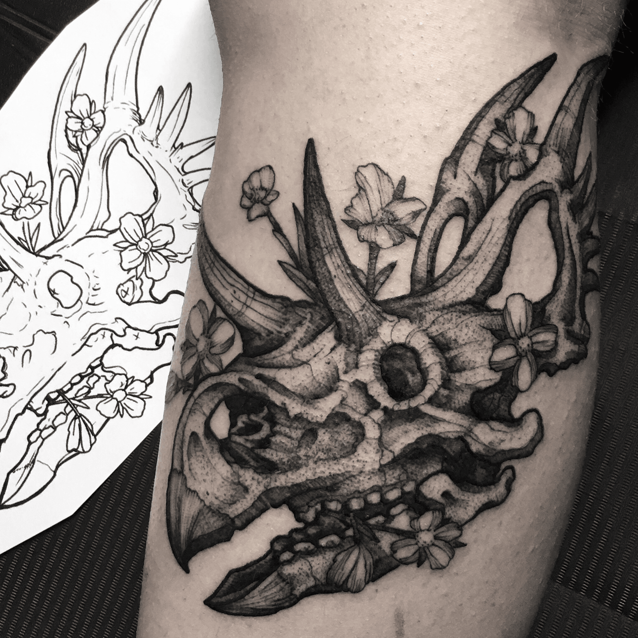 triceratops skull drawing a lot of wrap on the tattoo   Flickr