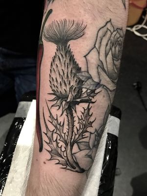 Wee thistle filler by John. For bookings email painlessbookings@gmail.com 