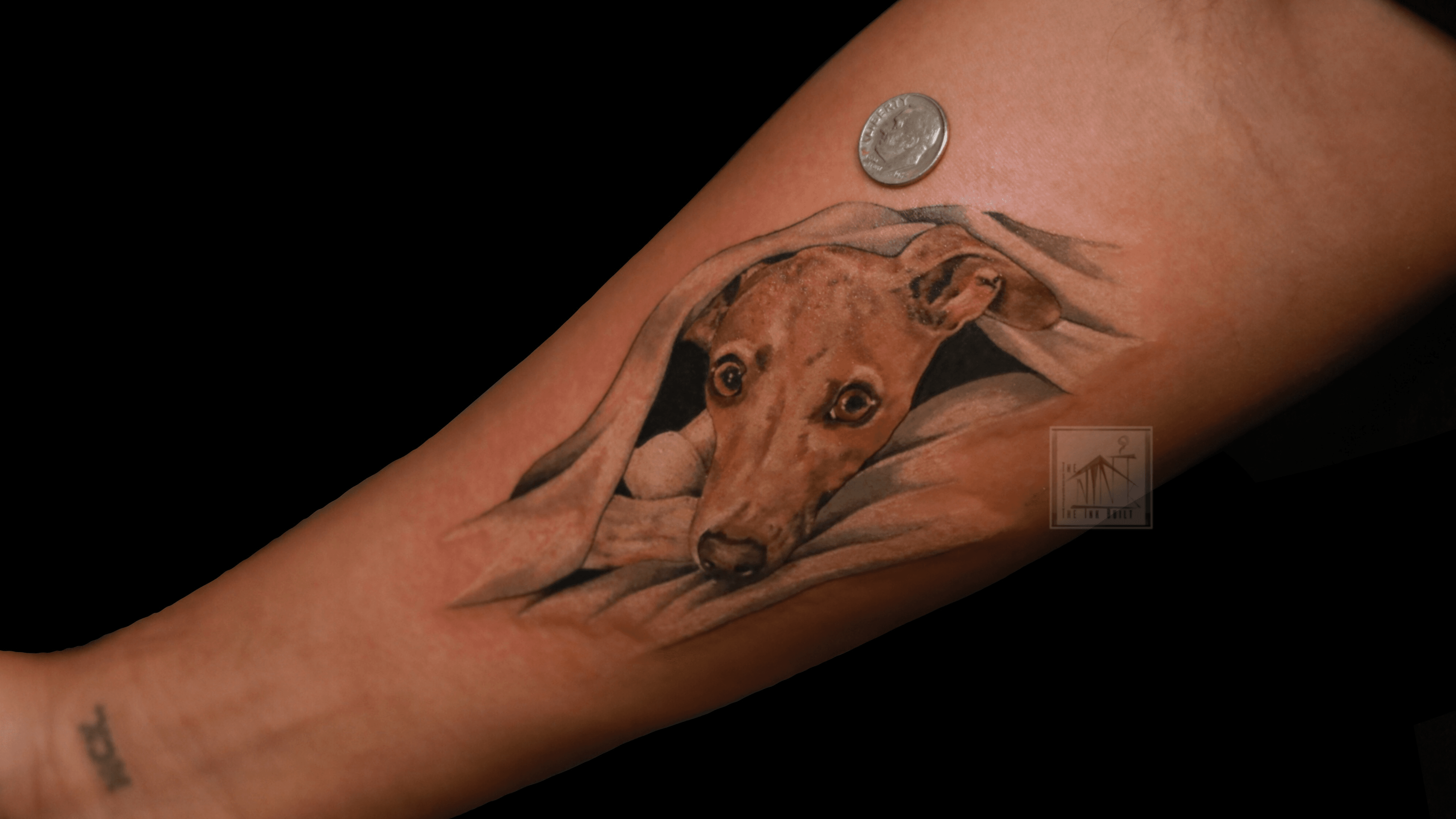 Italian Greyhound Tattoo Dog Acrylic Print by Patricia Lintner  Fine Art  America