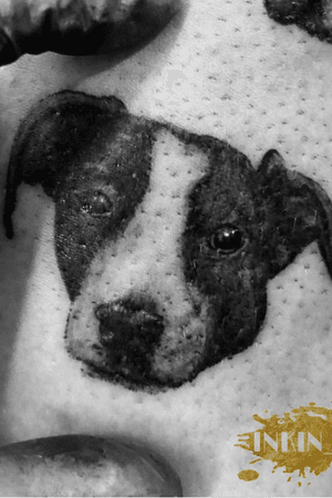 Micro dog portrait 