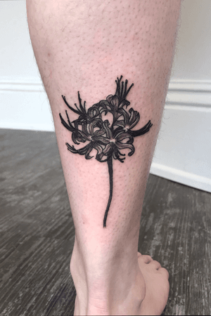 spider lily🖤