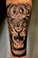 Tiger on forearm