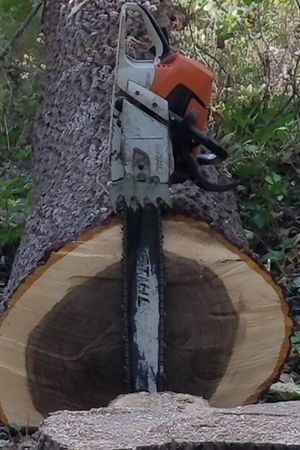 I want something to do with logging. I have an image of what i want in my head but thats it. To try to explain its something like this pic i took with Schumacher Timber above it. Originally i wanted 2 chainsaws crossing with an old Oak tree in the background with Schumacher Timber somewhere. I just need an artist to draw it so i can put my idea on paper so i can see it.