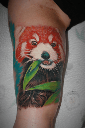 Color red panda tattoo