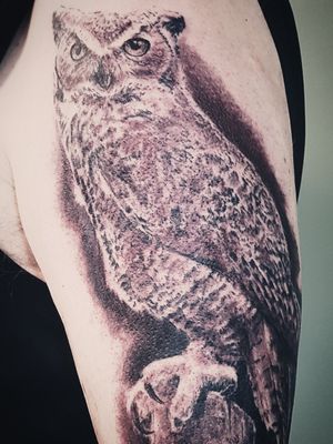 Great horned owl. Black and gray illustrative 