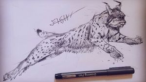 this is a lynx that i luve it.i luve bigcats sketch by me.