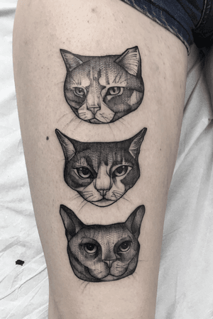 #cats #ink #inked #tattoo #tattoodo #skecthtattoo #gatos #blackwork #graphictattoo