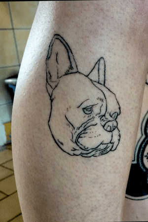 Little french bulldog first tattoo I did