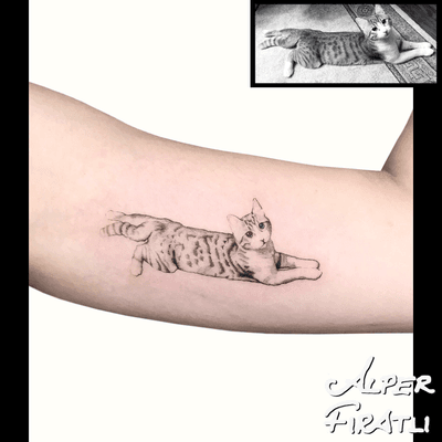 🐈 . For personal designs and appointments; alperfiratli@gmail.com #cat #pettattoo #realistic #cattattoo #tattoo #tattooartist #tattooidea #art #tattooart #tattoooftheday #tattoostagram #ink #inked #customtattoo #customdesign #tattooist #dotwork #savemyink #tattooisartmag #tattoo_artwork #tattoo_art_worldwide #alperfıratlı #linework #microtattoo #singleneedle #singleneedletattoo #realistictattoo #catsofinstagram