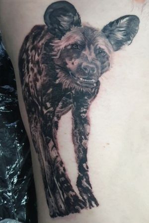 110 Wild dogs ideas  wild dogs, tattoos, tattoo designs