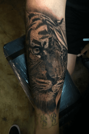Cover up tiger 