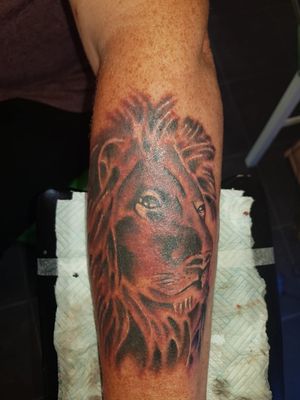 Lion portrait 