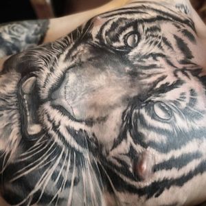 Tiger chest piece, in progress/unfinished . #tattoo #ink #inked #blackandgrey #realism #realistictattoo #tiger #blackandwhitetattoo #realistic #tigertattoo #chestpiece #chesttattoo #largetattoo #big 