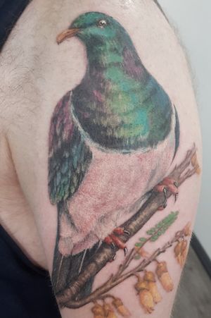 New Zealand Wood Pigeon ( Kereru ) #birds #newzealand #kiwiana #colortattoo #nature #illustrative #pigeon #beautiful #color