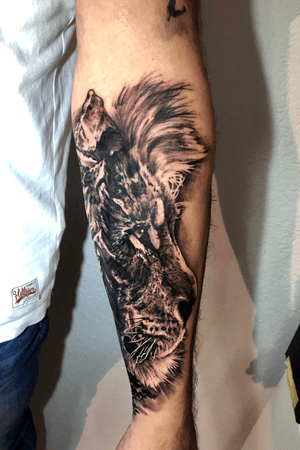 Lion covef tattoo