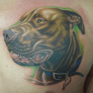Color dog portrait on chest