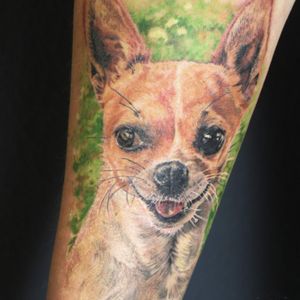 Lil' dog.#dogportrait #dogface #Chihuahua #portrait #animalportrait #fullcolortattoo #realistic #realismtattoo #realism