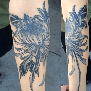 Healed chrysanthemums