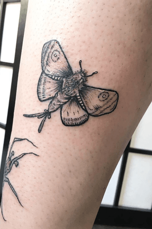 Lil moth design on the ankle using dotwork and whipshading. Blackwork and white highlight.